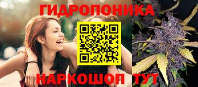 стафф Кингисепп